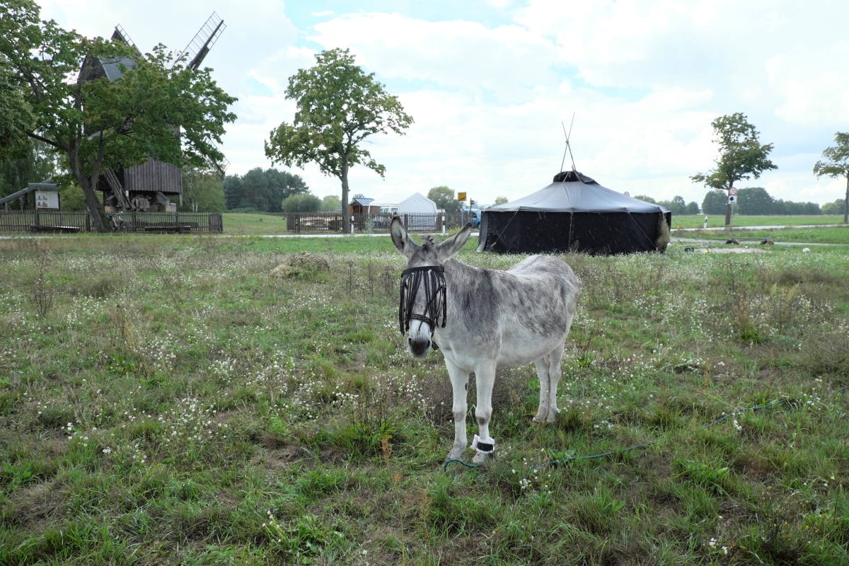 Ein Esel vor einer Jurte an der Mühle Cammer