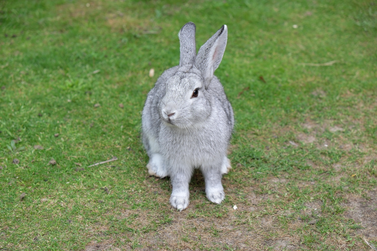 Putziges graues Kaninchen sitzt im grünen Gras