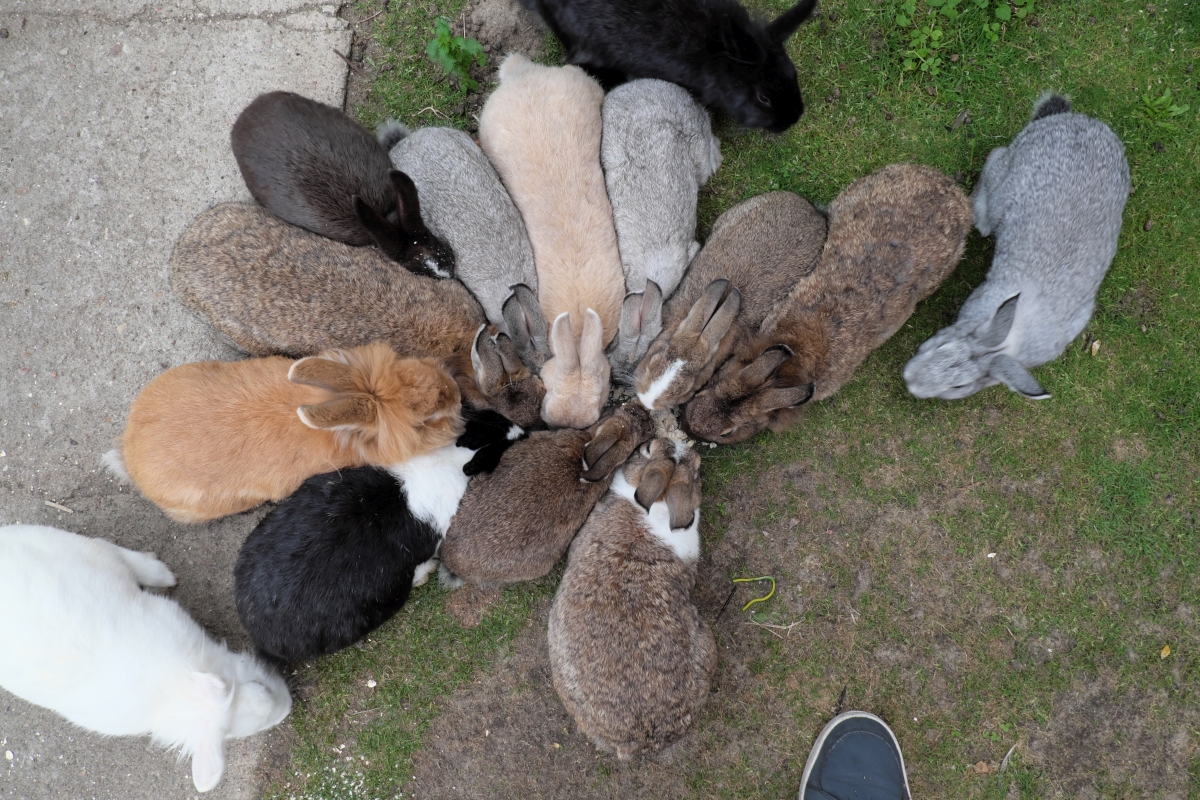 vierzehn Kaninchen verschiedener Farben Kopf an Kopf von oben fotografiert